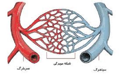 انواع رگ های خونی
