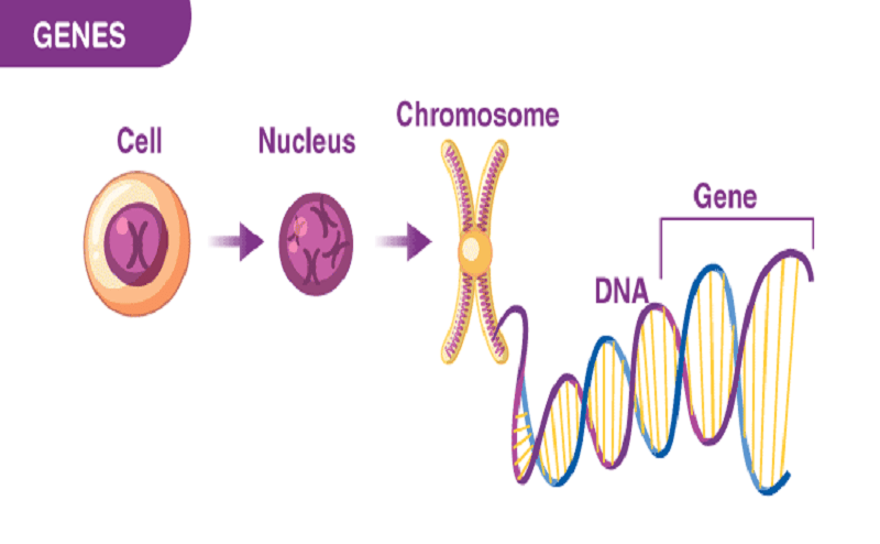 تفاوت ژن و dna،کروموزوم